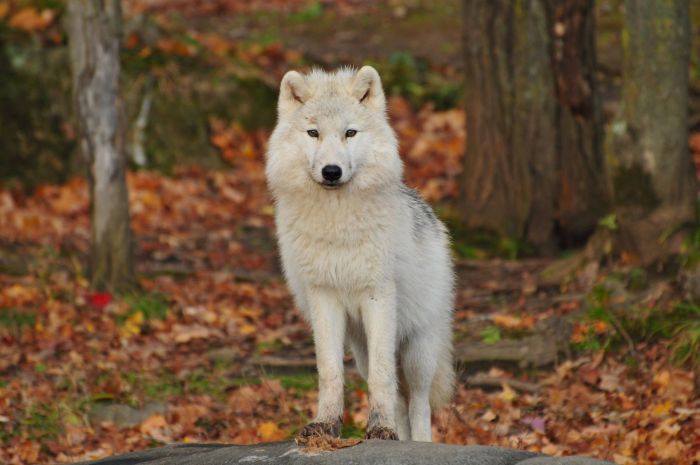 Freek Vonk spring in de bres voor doodgeschoten wolf